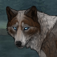 little gray fox 3thcollie Headshot