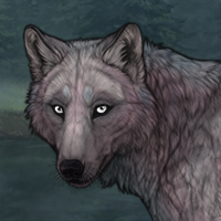 Wolf Headshot