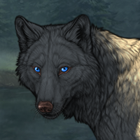 Wolf Headshot