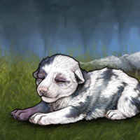 Piebald: Torn Headshot