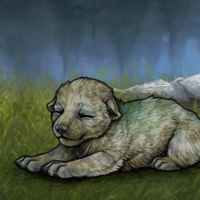 Enclave New Runt Puppy Headshot