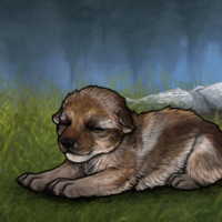 New Runt Puppy Headshot