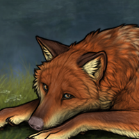 Vulpes Headshot