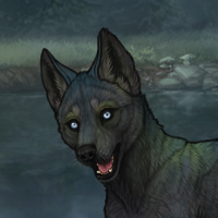 Nocturne Husky Chase Headshot