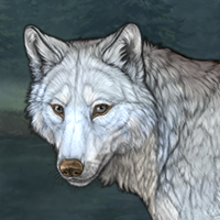 Wolf Headshot