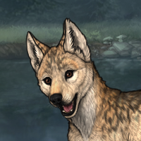 Are you a coyote Headshot