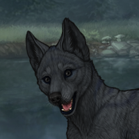 Nightpup Headshot