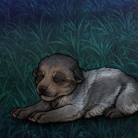 New Puppy Headshot