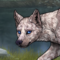 Lavender, 4x merle, male Headshot