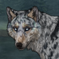 Blue/husky/merle Headshot