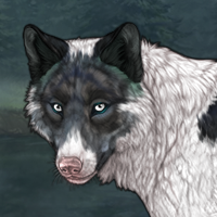 Spdagi piebald Headshot