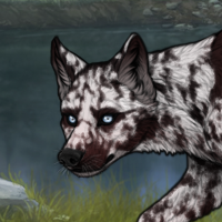 pyrope husky orca 3merle Headshot