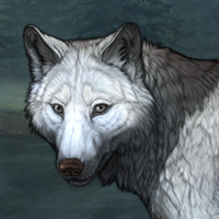 Wolf Headshot