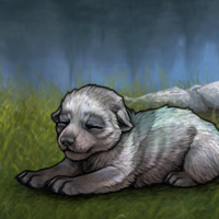 Enclave New Largest Puppy Headshot