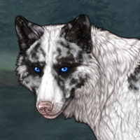 Piebald: Biewer | Female Headshot