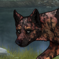Smoke Merle Mojave Headshot