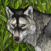 Wolf Headshot