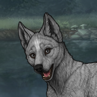 Greypup Headshot