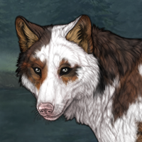 Inbred piebald SMOKE Headshot