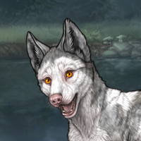 Piebald: Frontal  F Headshot