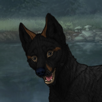 New Adopted Puppyhc Headshot