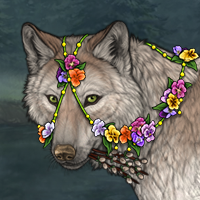 Saxifrage'Petal Headshot