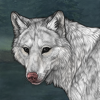 hizoteth light merle Headshot