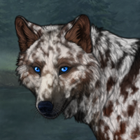 ST SM Black Panda Merle Headshot