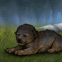 New Puppy Headshot