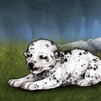 Dalmation Headshot