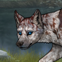 Russet, 3xmerle, female Headshot