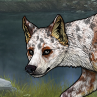 smoke fox Headshot