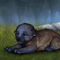 Pup Bundle Headshot