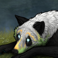 Wisp Panda Headshot