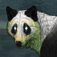 Wisp Panda Headshot