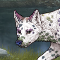 Pie dalmatian Headshot