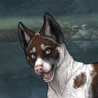 Biewer Piebald Headshot