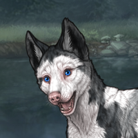 G3 T1 front black merle Headshot