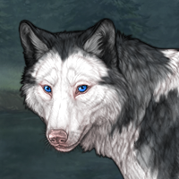 G3 T1 front black merle Headshot