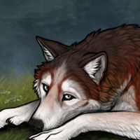 Sled Dog Headshot