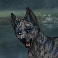 2x merle husky keep? Headshot