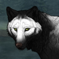 Wolf Headshot