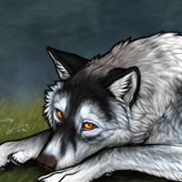 Wolf Headshot