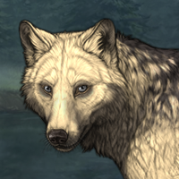 Wolf Headshot