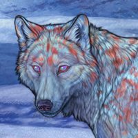 Wolf Headshot