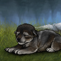 New Puppy Headshot