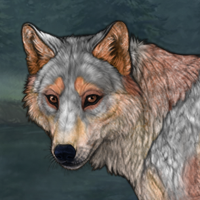 Gray Fox Headshot