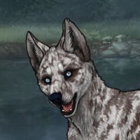 husky merle sell Headshot