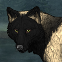 Wolf Headshot