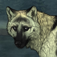 Wolf Headshot